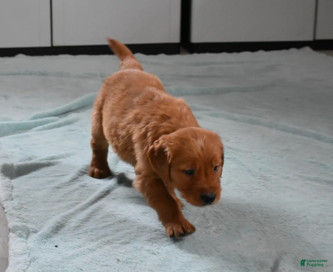 Golden Retriever dogs for sale: Tucker Genetic/OFA - Ad 13