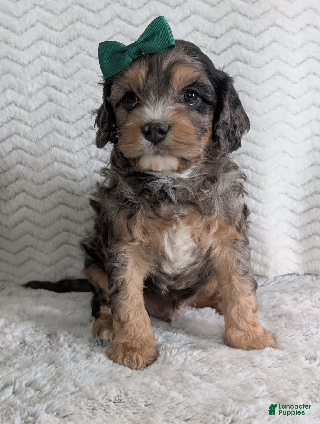 Cavapoo dogs for sale: Zeke - Ad 5