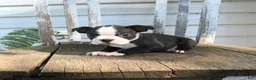 Boston Terrier dogs for sale: Cleo - Ad 5