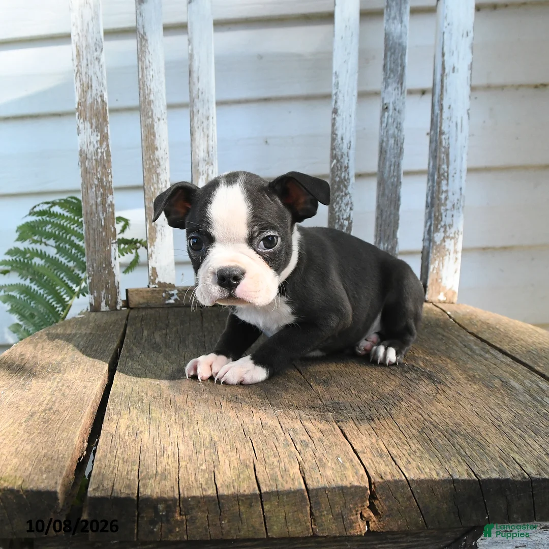 Boston Terrier dogs for sale: Cleo - Ad 5