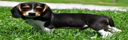 Beagle dogs for sale: Valen - Ad 3