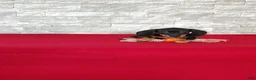Miniature Dachshund dogs for sale: Tootsie - Ad 5
