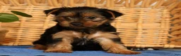 Yorkshire Terrier dogs for sale: Violet - Ad 1