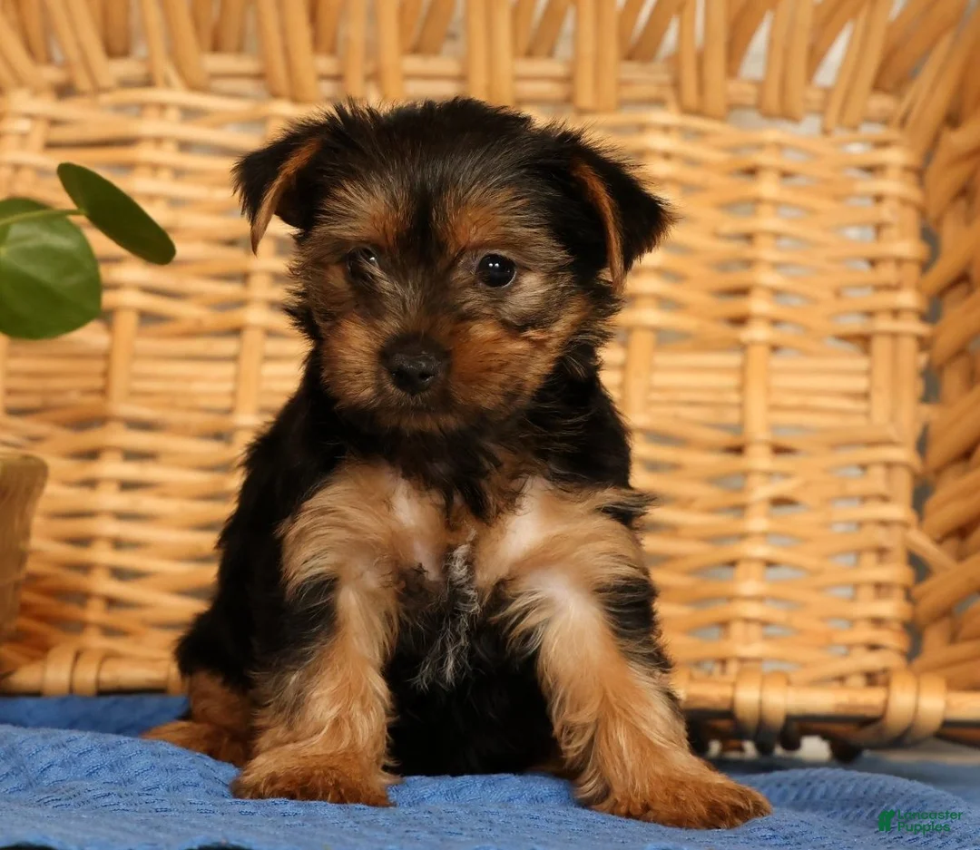 Yorkshire Terrier dogs for sale: Violet - Ad 1