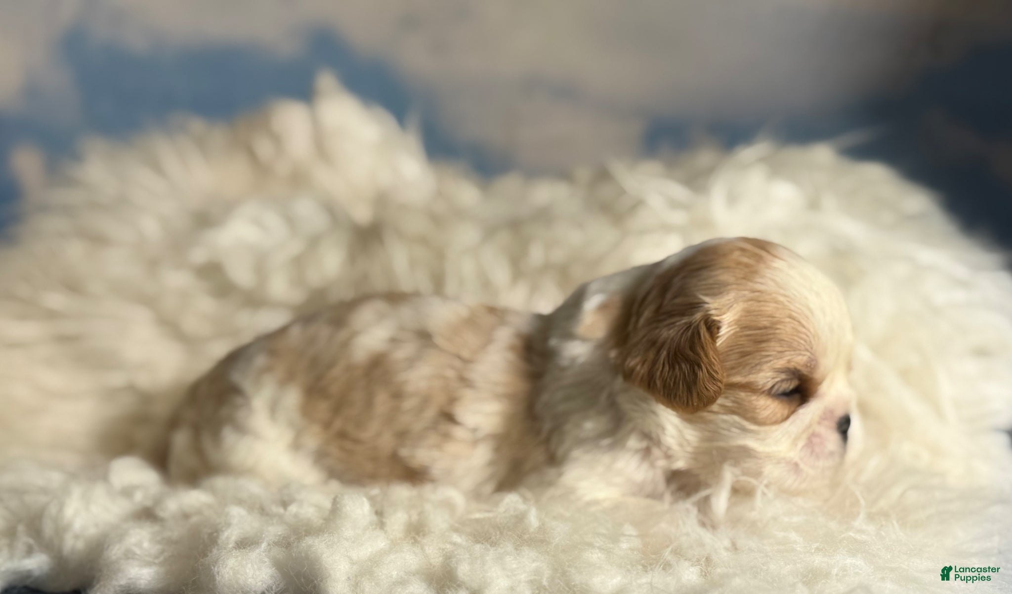 Cavapoo dogs Ginseng - Ad 2