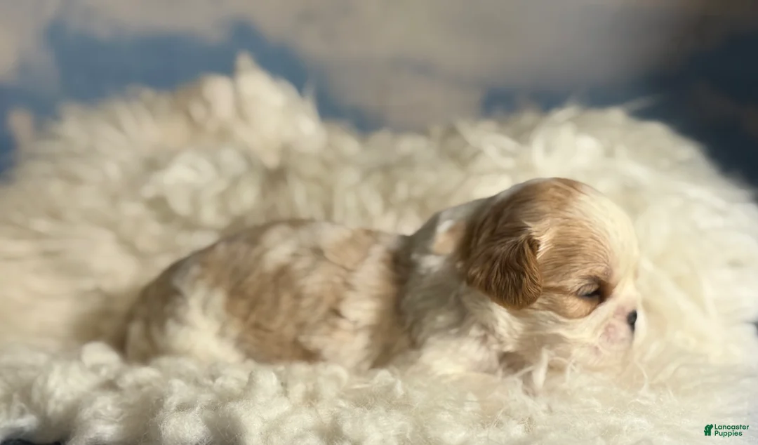 Cavapoo dogs for sale: Ginseng - Ad 2