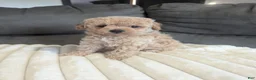 Havapoo dogs for sale: Honey F-1B - Ad 5