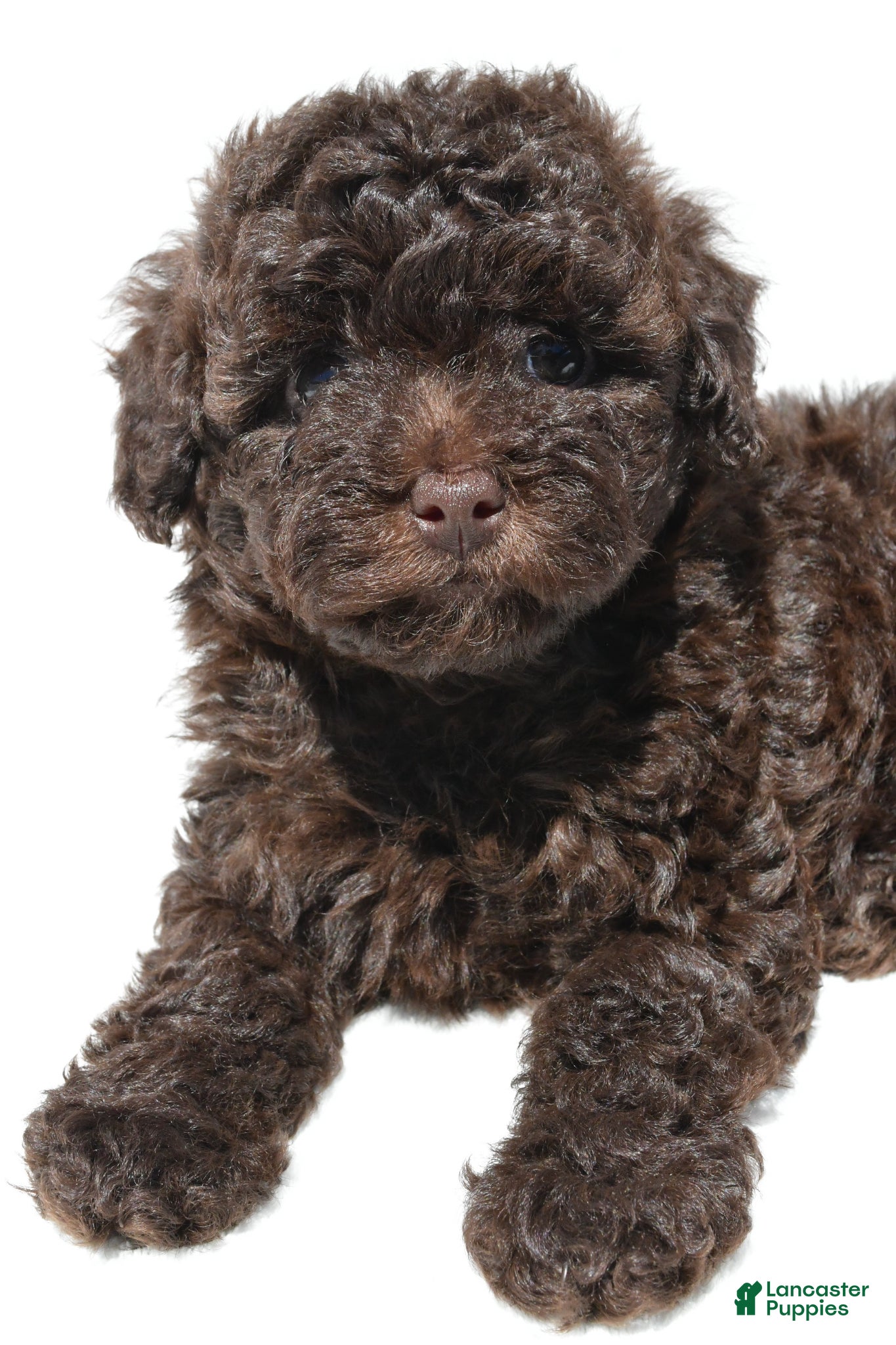 Miniature Poodle dogs Daisy - Ad 2