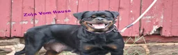 Rottweiler dogs for sale: Zarko w LONG TAIL  - Ad 5