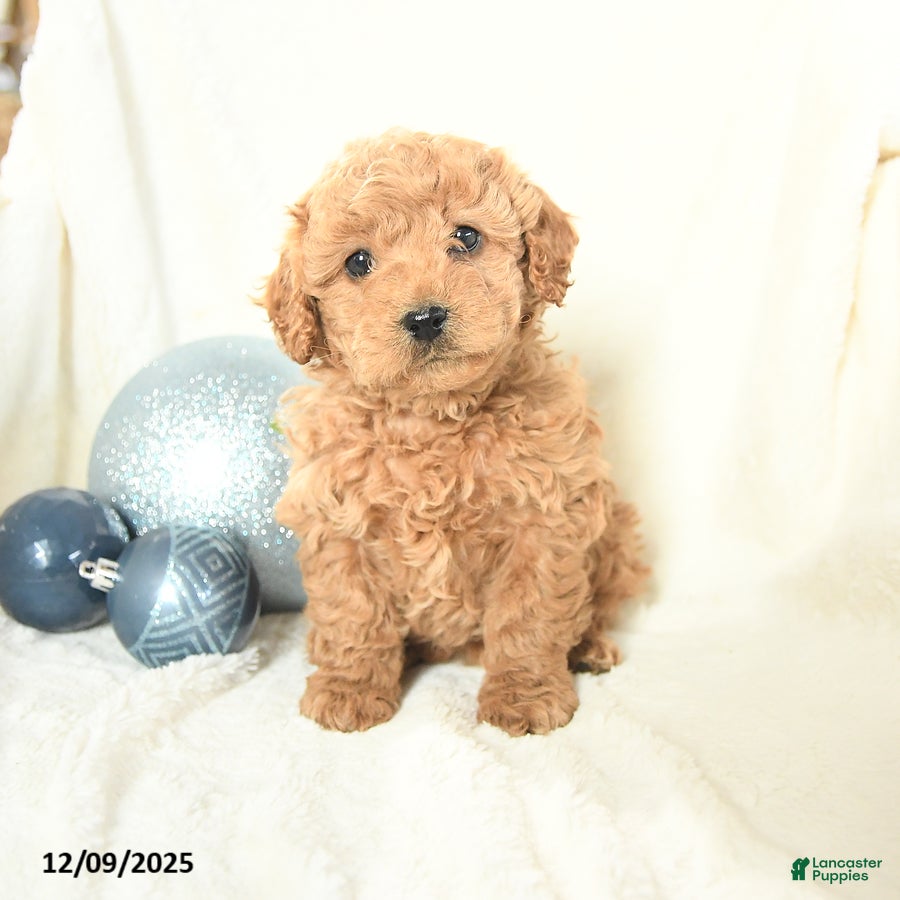 Cavapoo dogs Jinger - Ad 6