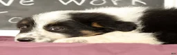 Mixed Breed dogs for sale: Twila - Ad 5