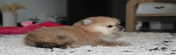 Pomeranian dogs for sale: Honey  - Ad 5