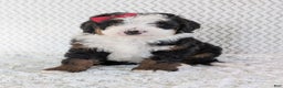 Mini Bernedoodle dogs for sale: Mini Jamie  - Ad 10