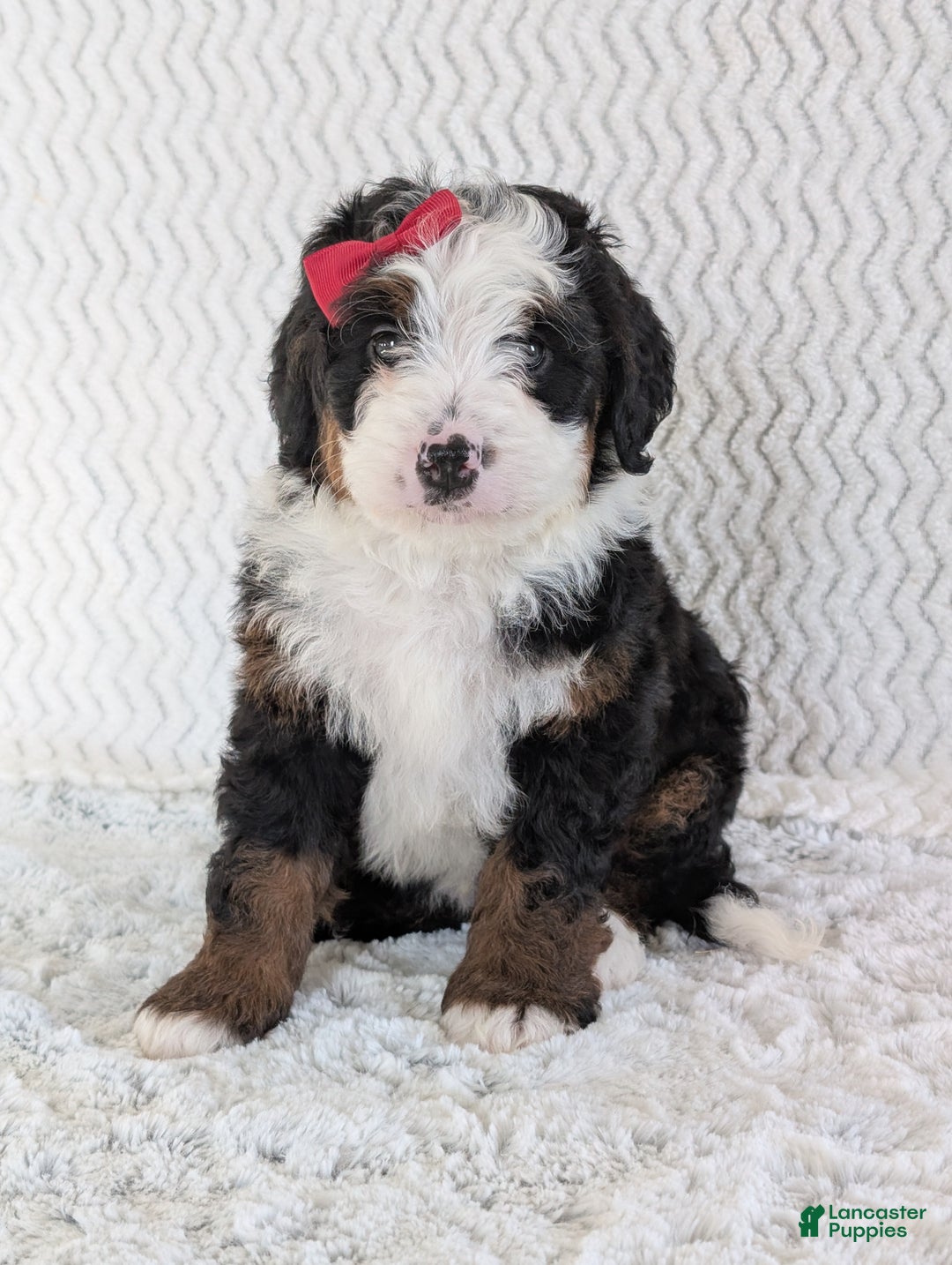 Mini Bernedoodle dogs for sale: Mini Jamie  - Ad 10