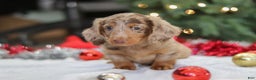 Miniature Dachshund dogs for sale: Buddy - Ad 11