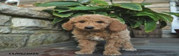 Mini Goldendoodle dogs for sale: Bailey  - Ad 2