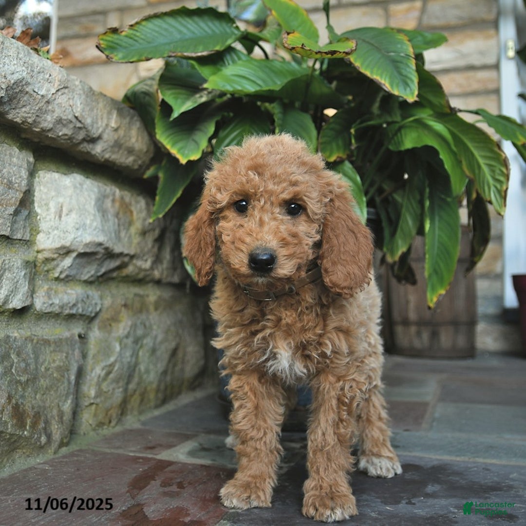Mini Goldendoodle dogs for sale: Bailey  - Ad 2