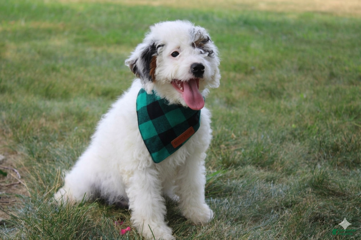 Mini Goldendoodle dogs Reina  - Ad 2