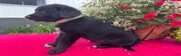 Mixed Breed dogs for sale: Buster - Ad 3