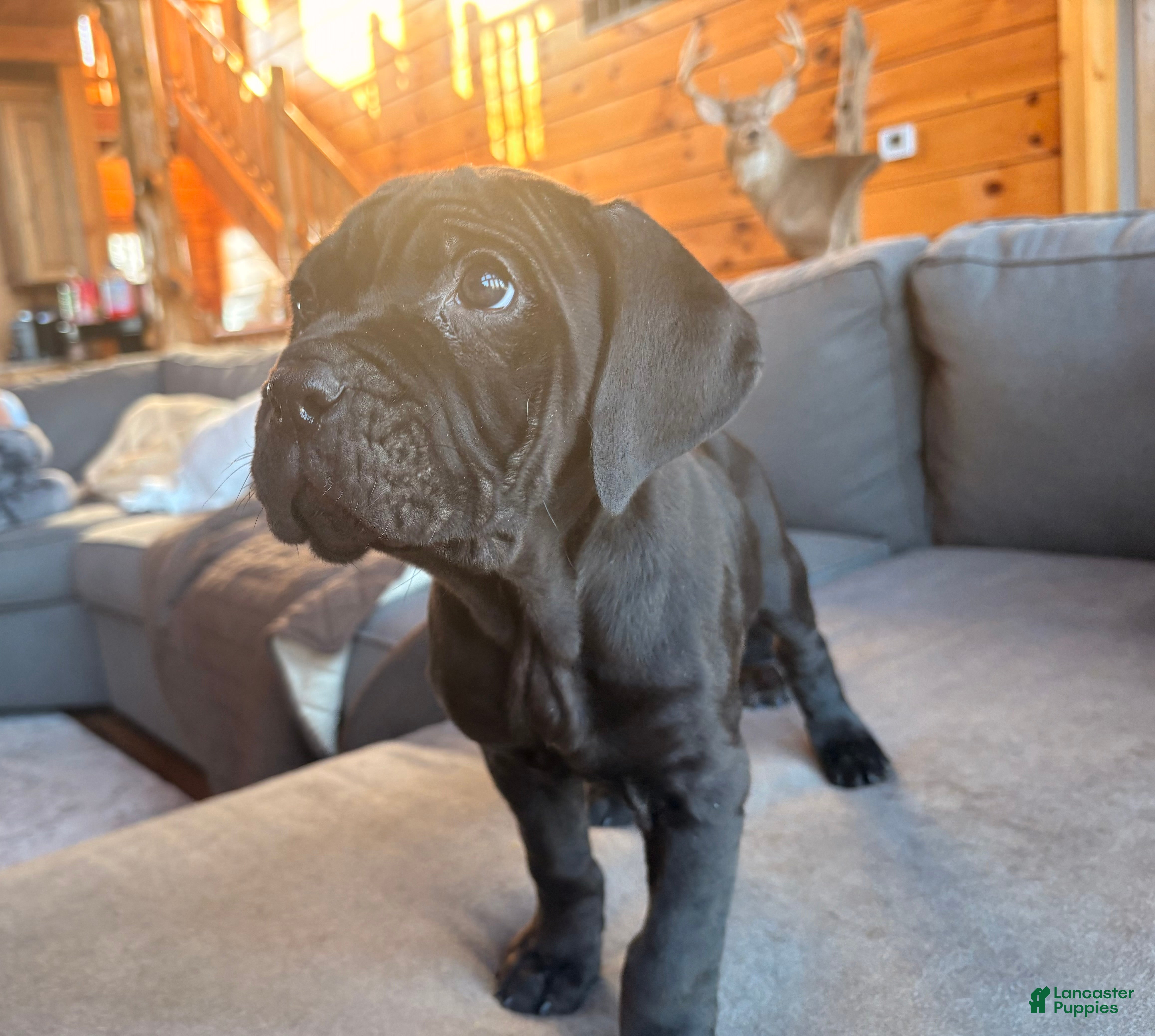 Cane Corso dogs Yellow girl - Ad 1