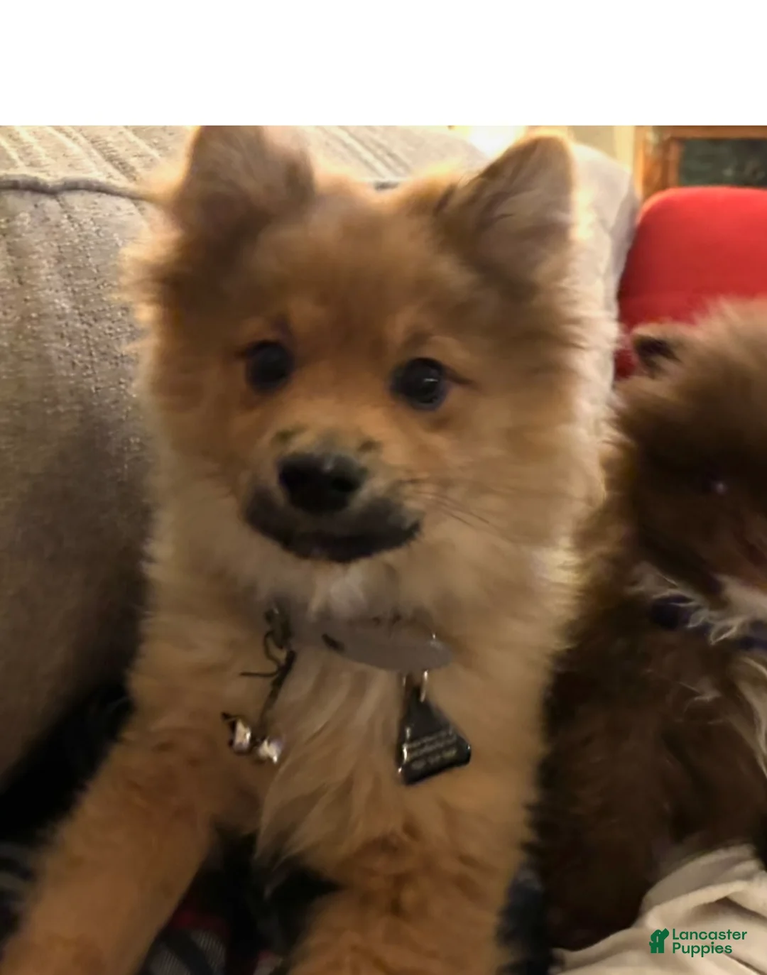 Pomeranian dogs for sale: Pomeranian Puppy 1 - Ad 2