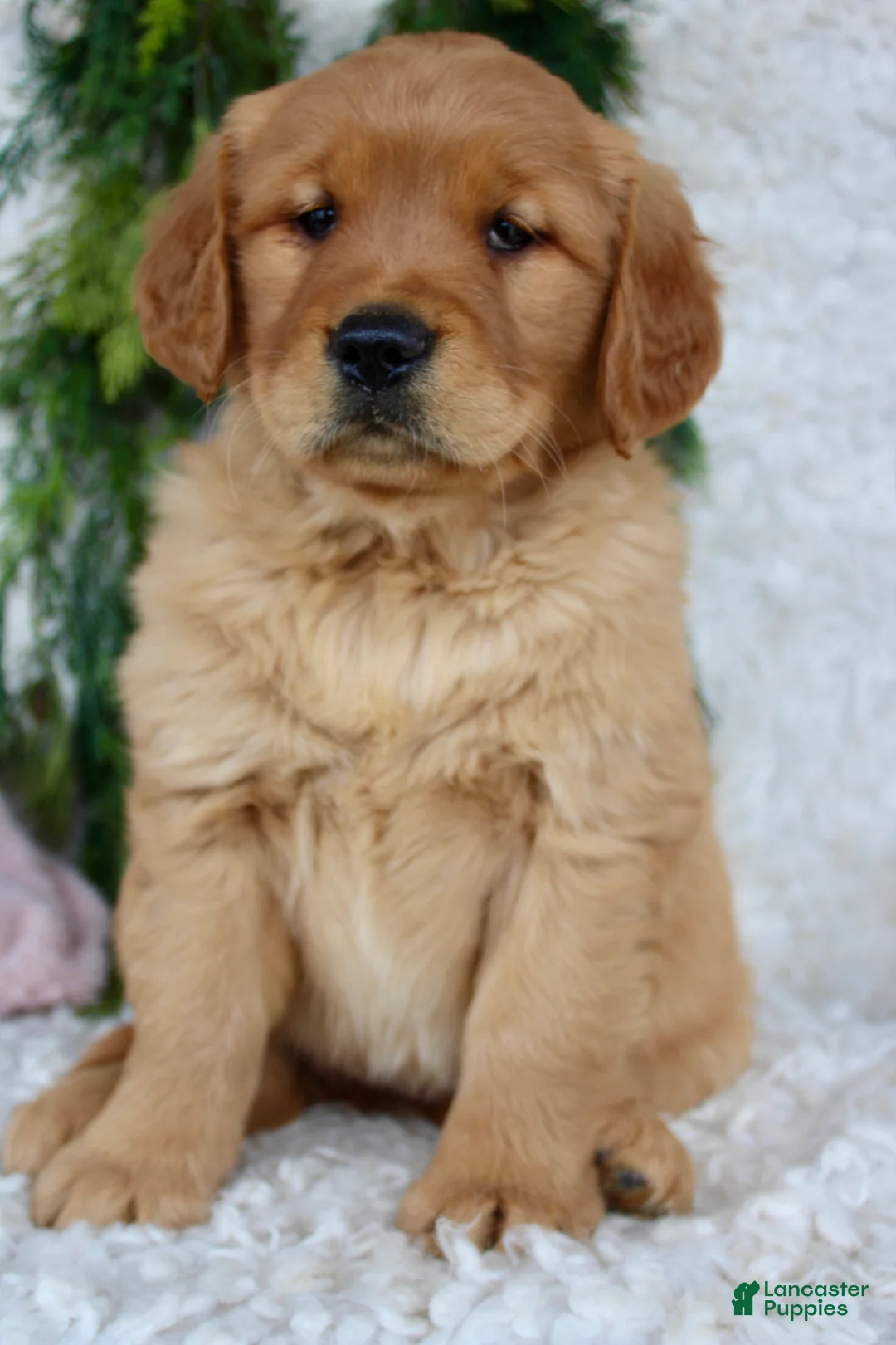 Golden Retriever dogs for sale: Golden Retriever Puppy 1 - Ad 8