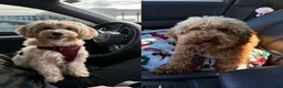 Maltipoo dogs for sale:     Coco - Ad 4