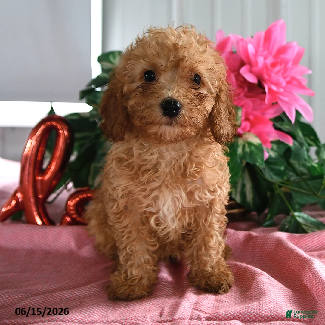 Miniature Poodle dogs for sale: Apricot - Ad 3