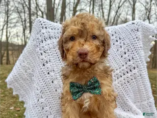 Saint Berdoodles dogs for sale: Lachlan - Standard F1b - Ad 1