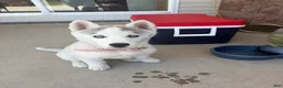 Siberian Husky dogs for sale:  Valkiera - Ad 1