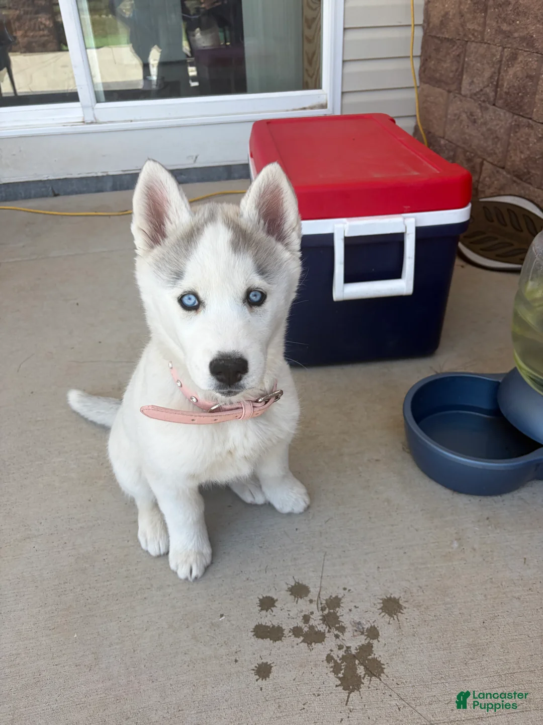 Siberian Husky dogs for sale:  Valkiera - Ad 1