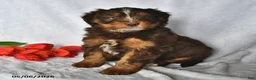 Mixed Breed dogs for sale: Allie - Ad 4