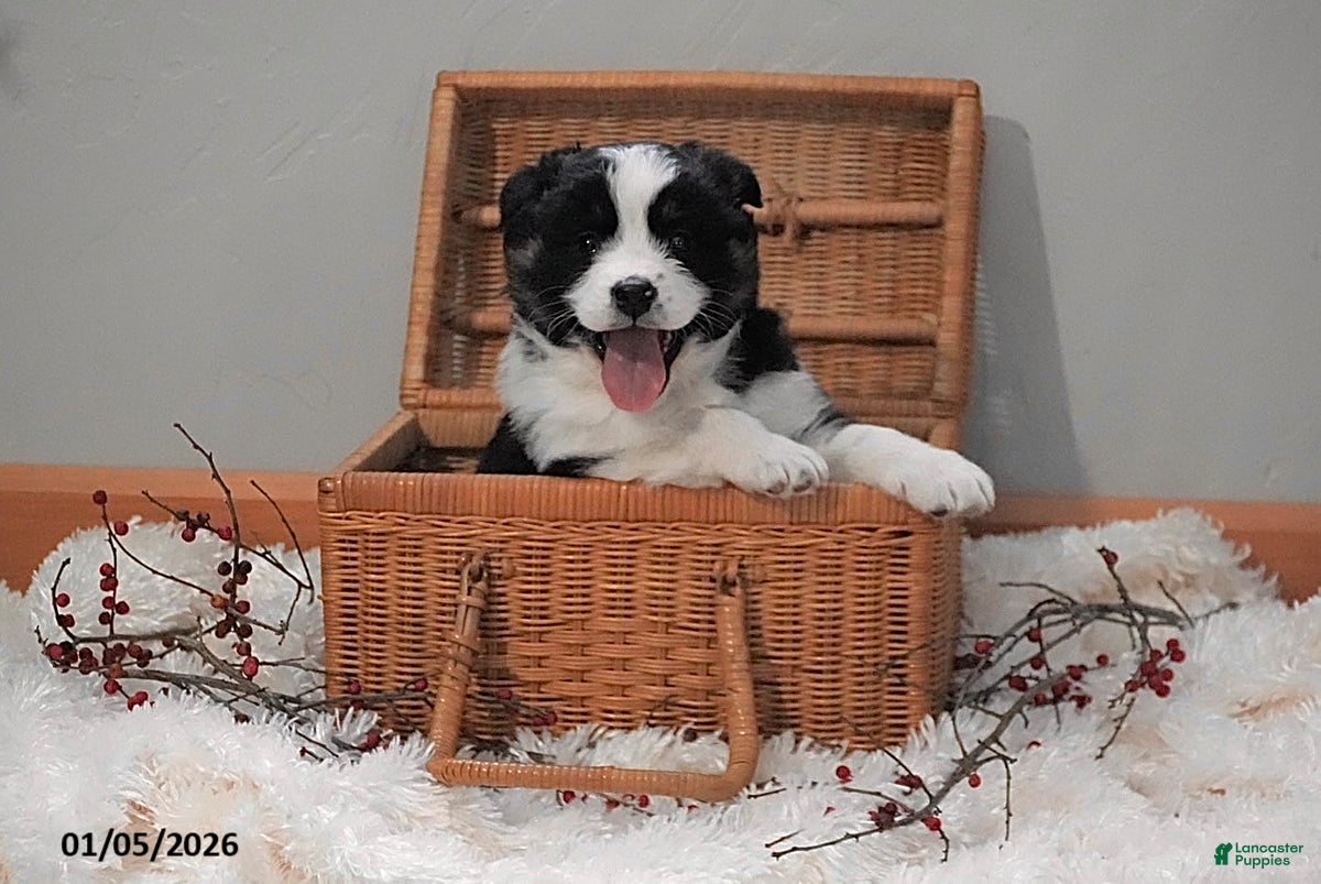 Australian Shepherd dogs Addy - Ad 15