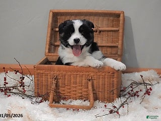 Australian Shepherd dogs Addy - Ad 15