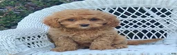 Cavapoo dogs for sale: Karlie - Ad 3