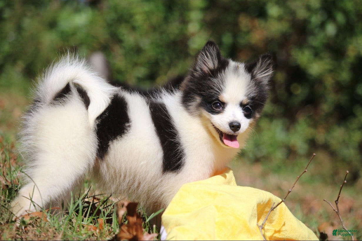 Pomsky dogs for sale: Minnie - Ad 1