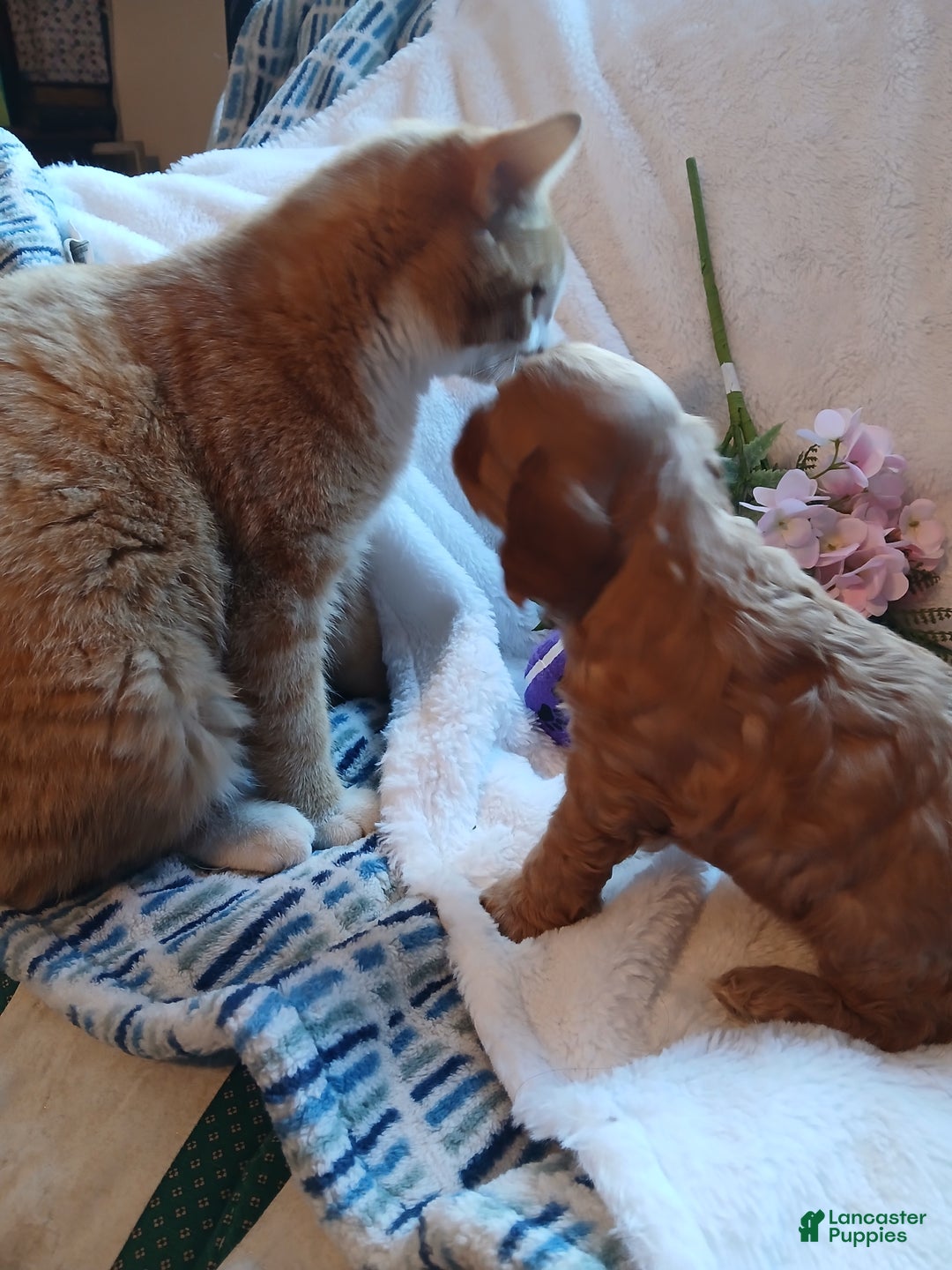 Cavapoo dogs for sale: Cathy - Ad 5