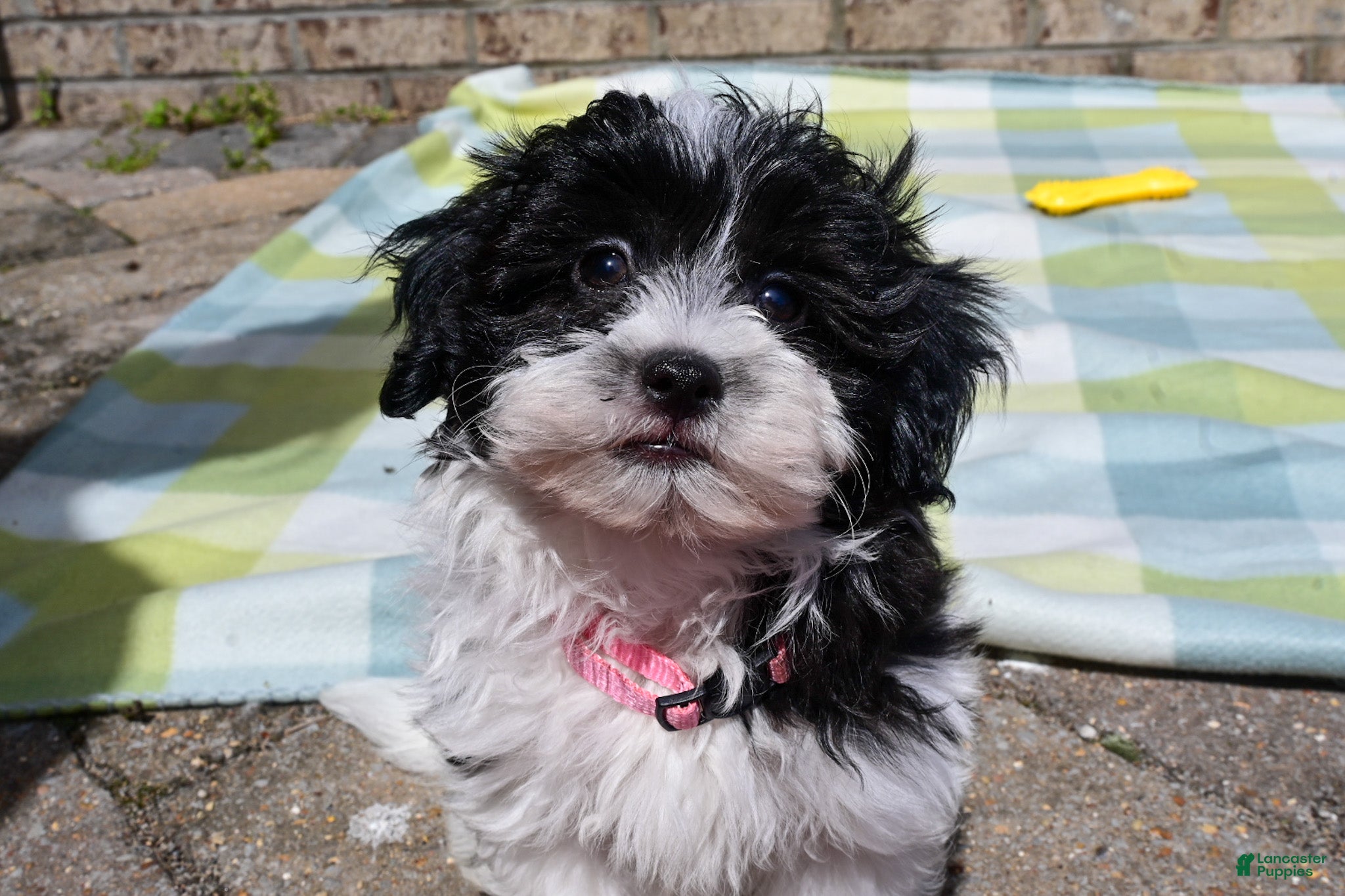 Havapoo dogs Havapoo Jake - Ad 2