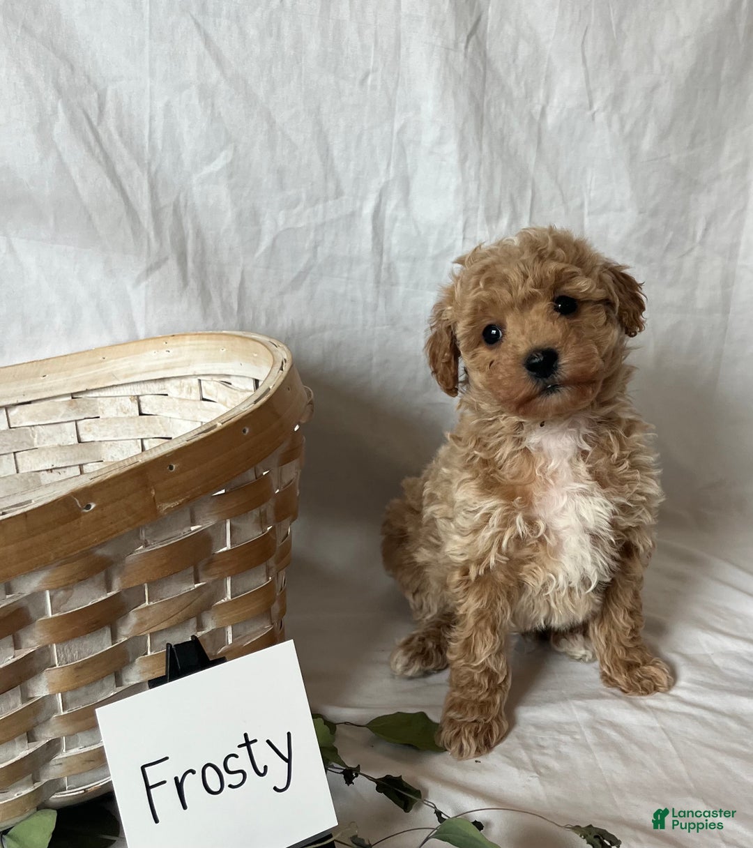 Maltipoo dogs for sale: Frosty - Ad 4