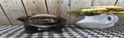 Cocker Spaniel dogs for sale: Master - Ad 8