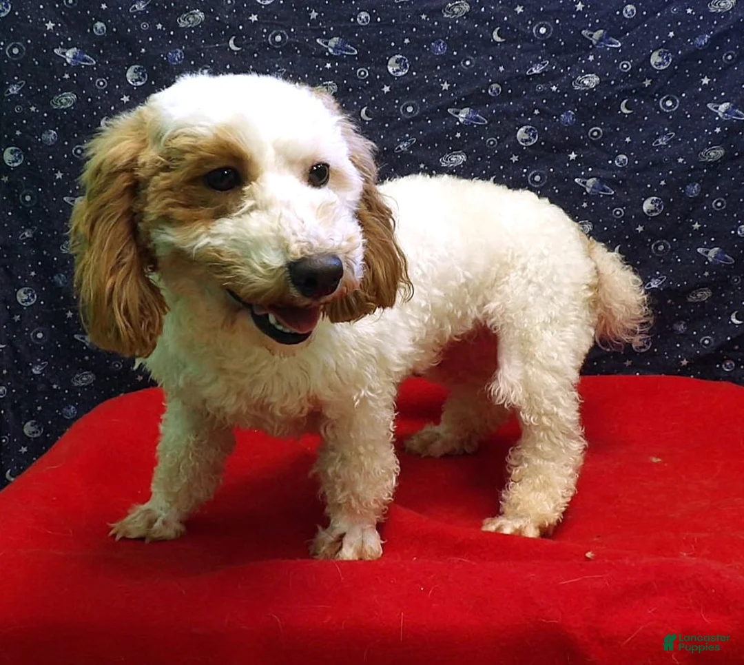 Bichpoo dogs for sale: Keisha - Ad 3