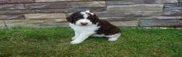 Newfypoo dogs for sale: F1b Teddy - Ad 6