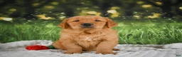 Golden Retriever dogs for sale: Joey - Ad 2