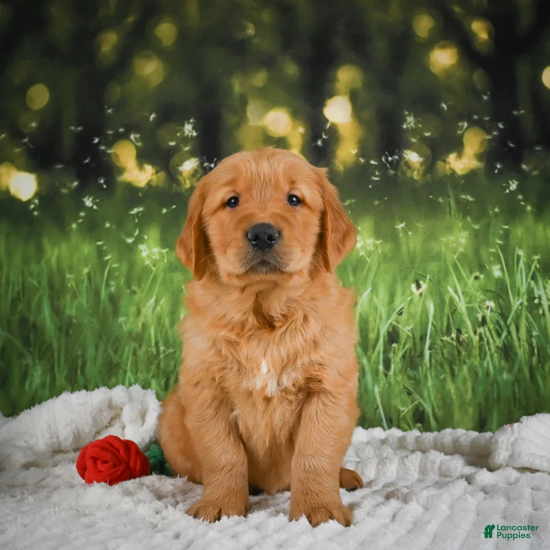 Golden Retriever dogs for sale: Joey - Ad 2