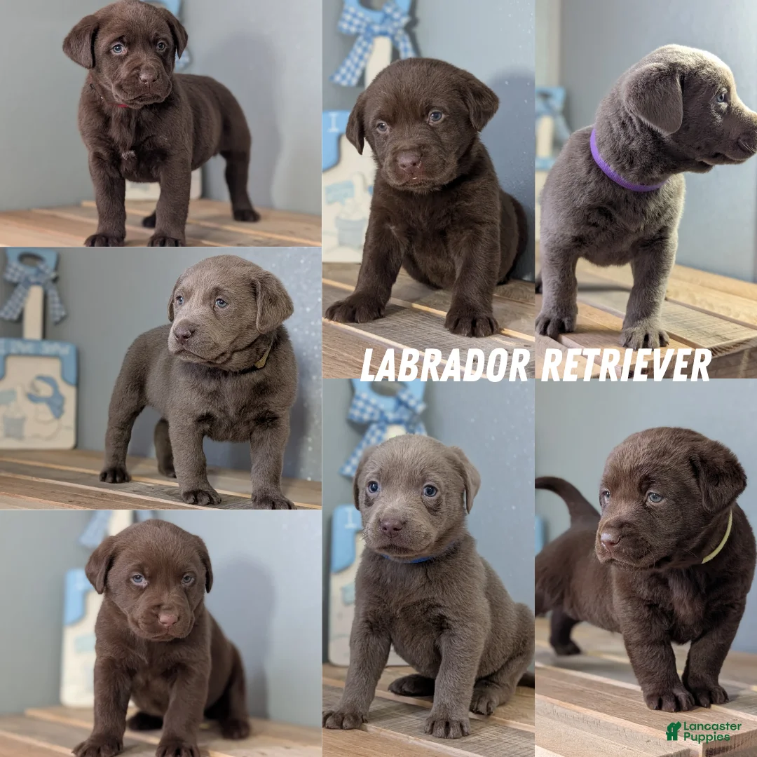 Labrador Retriever dogs for sale: Bentley  - Ad 10
