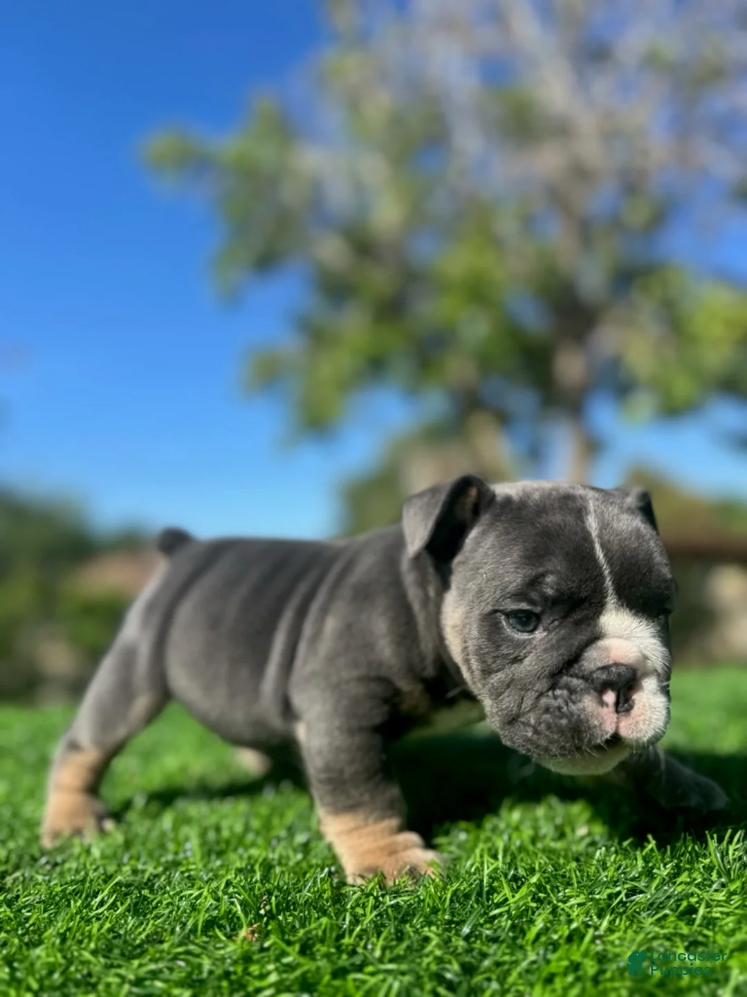 English Bulldog dogs for sale: NIPSEY - Black Tri Male – Top Structure! Ready Now! - Ad 2