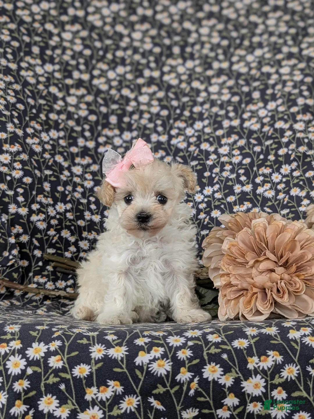 Maltipoo dogs for sale: Izzie 7 lbs Full Grown - Ad 5