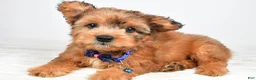 Mixed Breed dogs for sale: Grant - Ad 4