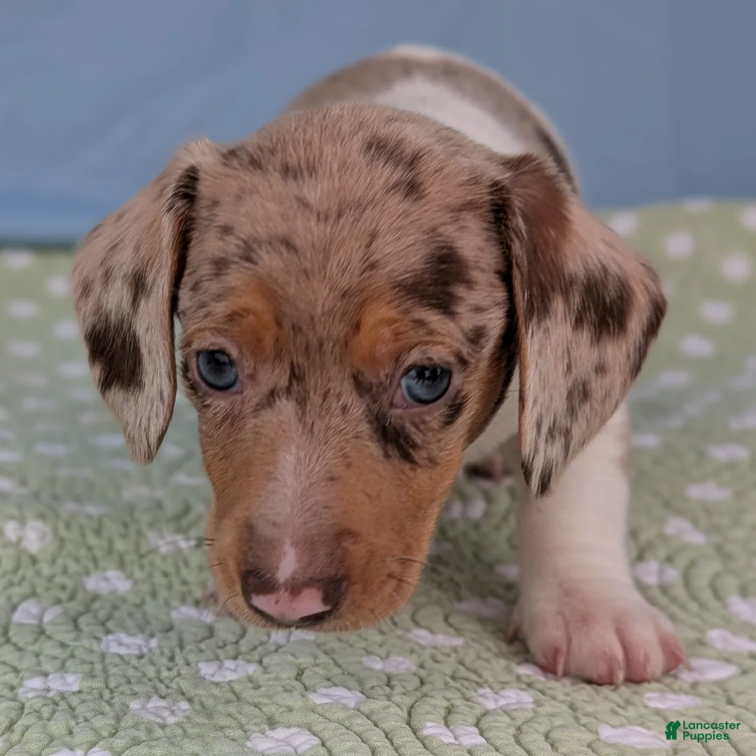 Miniature Dachshund dogs for sale: Cookie - Ad 7