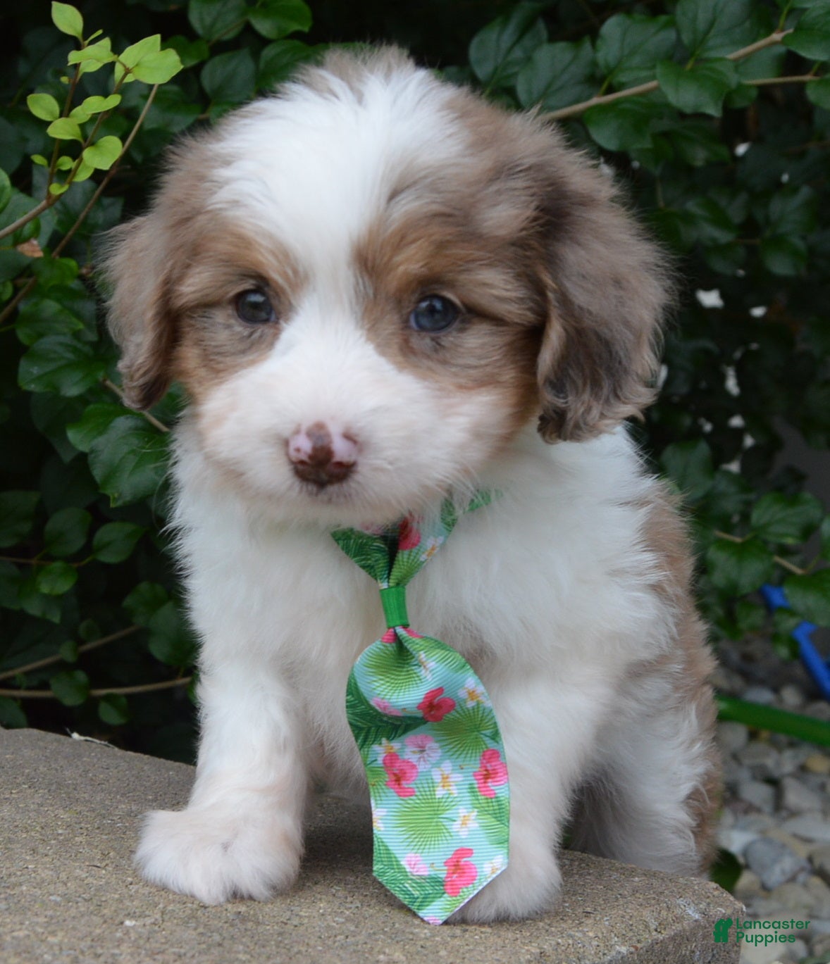 Mini Aussiedoodle dogs Mini Arlo - Ad 2